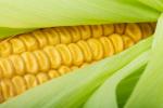 fresh-sweet-corn-detail